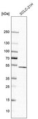 Anti-CNOT11 antibody produced in rabbit Prestige Antibodies&#174; Powered by Atlas Antibodies, affinity isolated antibody