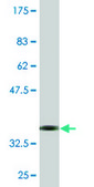 Monoclonal Anti-PRF1, (C-terminal) antibody produced in mouse clone 3B4, purified immunoglobulin, buffered aqueous solution