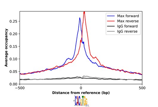Anti-MAX antibody produced in rabbit Prestige Antibodies&#174; Powered by Atlas Antibodies, affinity isolated antibody, buffered aqueous glycerol solution