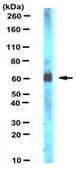 Anti-Pex14 (peroxisomal membrane marker) Antibody serum, from rabbit