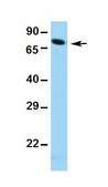 Anti-TCF7L2 (ab2) antibody produced in rabbit affinity isolated antibody