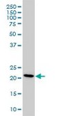 Monoclonal Anti-PBP antibody produced in mouse clone M2, purified immunoglobulin, buffered aqueous solution