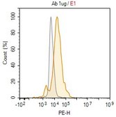 Anti-ApoE Antibody, clone 3N14 ZooMAb&#174; Rabbit Monoclonal recombinant, expressed in HEK 293 cells