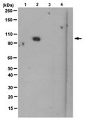 Anti-Isocitrate Dehydrogenase 1 (IDH1)-R132H Antibody, clone HMab-1 clone HMab-1, from mouse