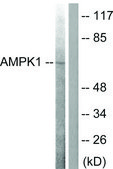 Anti-AMPK &#945; antibody produced in rabbit affinity isolated antibody