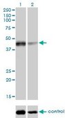 Monoclonal Anti-SIRT2 antibody produced in mouse clone 4B11, purified immunoglobulin, buffered aqueous solution