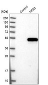 Anti-NFE2 antibody produced in rabbit Prestige Antibodies&#174; Powered by Atlas Antibodies, affinity isolated antibody, buffered aqueous glycerol solution