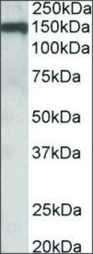 Anti-OMG antibody produced in goat affinity isolated antibody, buffered aqueous solution