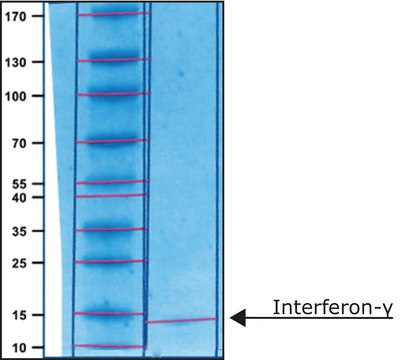Interferon-&#947; from rat &#8805;97% (SDS-PAGE), recombinant, expressed in E. coli, lyophilized powder, suitable for cell culture