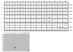 Anti-acetyl-Histone H3 (Lys56) Antibody from rabbit, purified by affinity chromatography