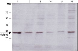 Anti-Golph3 (N-terminal) antibody produced in rabbit ~1.0&#160;mg/mL, affinity isolated antibody