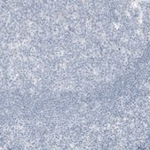 Monoclonal Anti-KLK3 antibody produced in mouse Prestige Antibodies&#174; Powered by Atlas Antibodies, clone CL9422, purified immunoglobulin, buffered aqueous glycerol solution