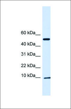 Anti-ATPIF1 antibody produced in rabbit affinity isolated antibody