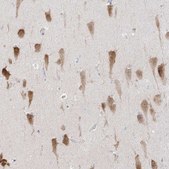 Anti-RBFOX3 antibody produced in rabbit Prestige Antibodies&#174; Powered by Atlas Antibodies, affinity isolated antibody, buffered aqueous glycerol solution