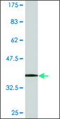 Monoclonal Anti-RPL23 antibody produced in mouse clone 2F12, purified immunoglobulin, buffered aqueous solution