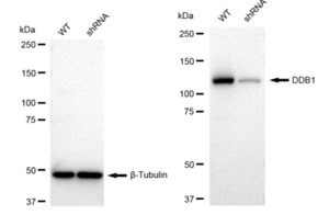 KD-Validated Anti DDB1 Antibody, clone 23GB2265, Rabbit Monoclonal clone 23GB2265, recombinant rabbit monoclonal, expressed in HEK293 cells