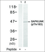Anti-phospho-MAPK9 (pThr183) antibody produced in rabbit affinity isolated antibody