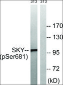 Anti-phospho-MER/SKY (pTyr749/681) antibody produced in rabbit affinity isolated antibody