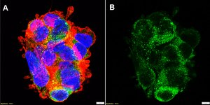 Anti-ApoB Antibody, clone MB47 ZooMAb&#174; Mouse Monoclonal recombinant, expressed in HEK 293 cells