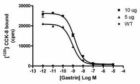 ChemiScreen Recombinant Human CCK2 Cholecystokinin Receptor Membrane Preparation Human CCK2 / CCKb GPCR membrane preparation for Radioligand binding Assays &amp; GTP&#947;S binding.