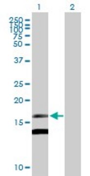 Anti-MDK antibody produced in mouse purified immunoglobulin, buffered aqueous solution