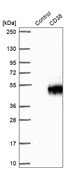 Anti-CD38 antibody produced in rabbit Prestige Antibodies&#174; Powered by Atlas Antibodies, affinity isolated antibody, buffered aqueous glycerol solution