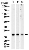 Anti-PD-L2/CD273 Antibody, clone 1B21 ZooMAb&#174; Rabbit Monoclonal recombinant, expressed in HEK 293 cells