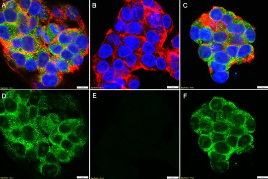 Anti-p-JAK3 (Tyr980/981) Antibody, clone 2D9 ZooMAb&#174; Rabbit Monoclonal recombinant, expressed in HEK 293 cells