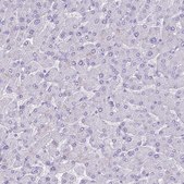 Anti-INS antibody produced in rabbit Prestige Antibodies&#174; Powered by Atlas Antibodies, affinity isolated antibody, buffered aqueous glycerol solution