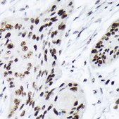 Anti-ARID1A Antibody, clone 9D4J6, Rabbit Monoclonal