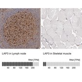 Anti-LAP3 antibody produced in rabbit Prestige Antibodies&#174; Powered by Atlas Antibodies, affinity isolated antibody, buffered aqueous glycerol solution, ab1