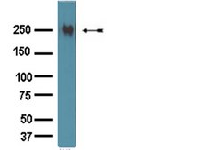 Anti-Fibronectin Antibody Chemicon&#174;, from rabbit