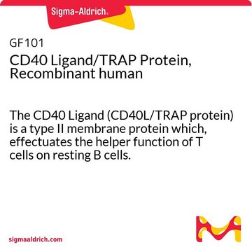 CD40 Ligand/TRAP Protein, Recombinant human The CD40 Ligand (CD40L/TRAP protein) is a type II membrane protein which, effectuates the helper function of T cells on resting B cells.