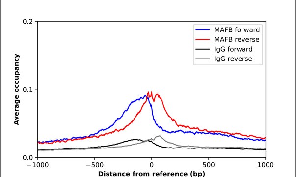 Anti-MAFB antibody produced in rabbit Prestige Antibodies&#174; Powered by Atlas Antibodies, affinity isolated antibody, buffered aqueous glycerol solution