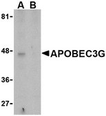 Anti-APOBEC3G antibody produced in rabbit affinity isolated antibody