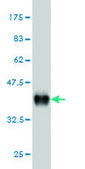 Monoclonal Anti-FOXA2 antibody produced in mouse clone 7E6, purified immunoglobulin, buffered aqueous solution