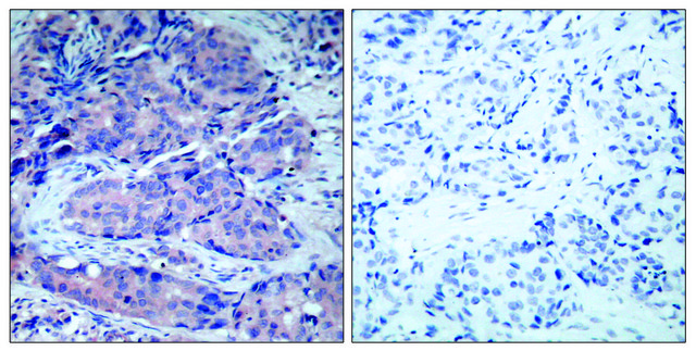 Anti-SEK1 antibody produced in rabbit affinity isolated antibody