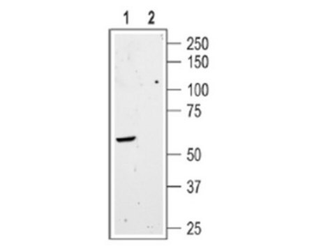 Anti-Somatostatin Receptor Type 3 Antibody Chemicon®, from rabbit