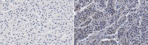 Anti-CXCR4 Antibody, clone 2L2, ZooMAb&#174; Rabbit Monoclonal recombinant, expressed in HEK 293 cells