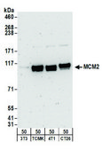 Rabbit anti-MCM2 Antibody, Affinity Purified Powered by Bethyl Laboratories, Inc.