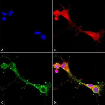 Monoclonal Anti-Glun2A/Nr2A - Biotin antibody produced in mouse clone S327-95, purified immunoglobulin