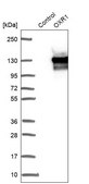 Anti-OXR1 antibody produced in rabbit Prestige Antibodies&#174; Powered by Atlas Antibodies, affinity isolated antibody, buffered aqueous glycerol solution, ab3