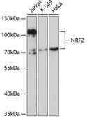 Anti-NRF2 antibody produced in rabbit