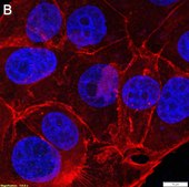Anti-p-Cofilin (Ser3) Antibody, clone 5L4 ZooMAb&#174; Rabbit Monoclonal recombinant, expressed in HEK 293 cells