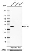 Anti-HMCES antibody produced in rabbit Prestige Antibodies&#174; Powered by Atlas Antibodies, affinity isolated antibody, buffered aqueous glycerol solution