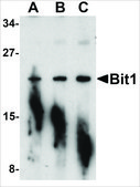 Anti-Bit1 antibody produced in rabbit affinity isolated antibody, buffered aqueous solution