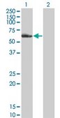 Monoclonal Anti-NR2C2 antibody produced in mouse clone 2A5, purified immunoglobulin, buffered aqueous solution