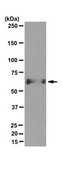 Anti-Aggrecan Antibody, clone 6B4 clone 6B4, from mouse
