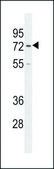 ANTI-HMMR (C-TERM) antibody produced in rabbit IgG fraction of antiserum, buffered aqueous solution