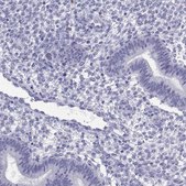 Anti-QRICH2 antibody produced in rabbit Prestige Antibodies&#174; Powered by Atlas Antibodies, affinity isolated antibody